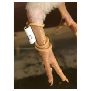 研究人员使用RFID标签监控肉鸡活动